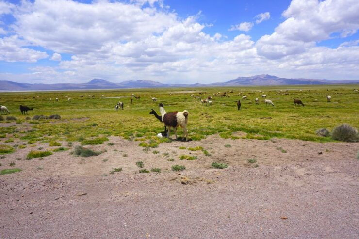 Salinas Salt Lagoon Private Tour: Day Trip From Arequipa - Tour Activity Details