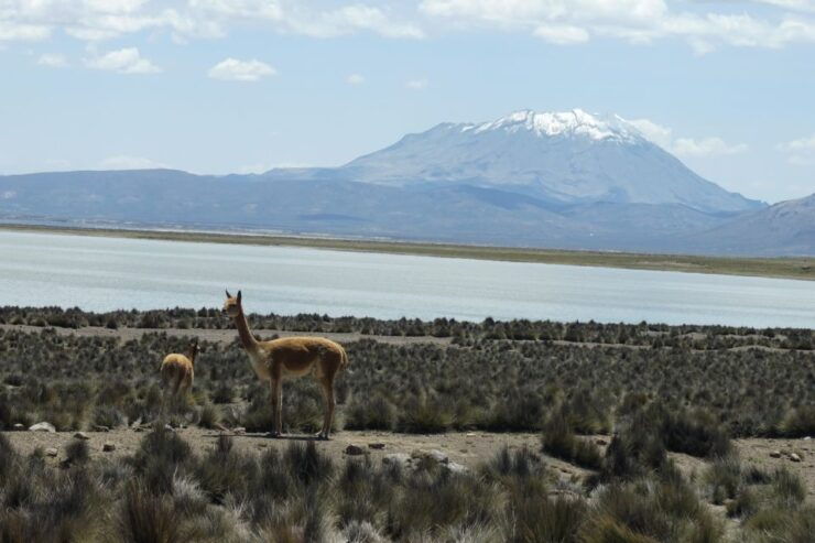 Salinas Salt Lagoon Private Tour: Day Trip From Arequipa - Tour Highlights
