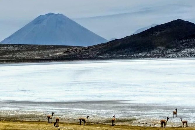Salinas Salt Lagoon Private Tour - Day Trip From Arequipa - Traveler Reviews