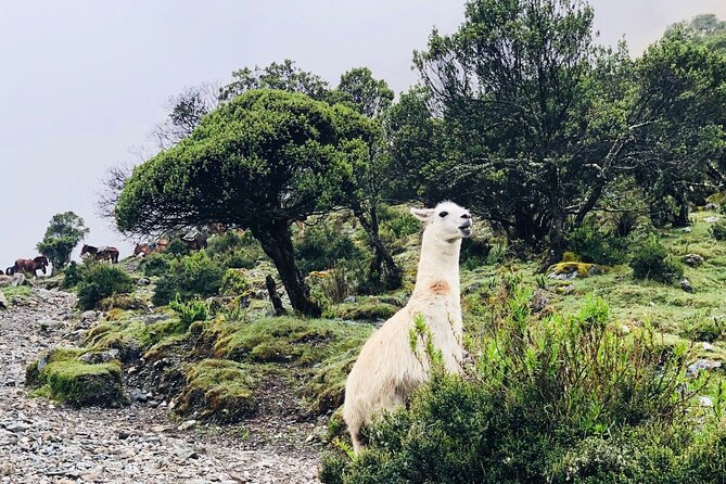 Salkantay 4 Days Trek to Machu Picchu - Common Questions