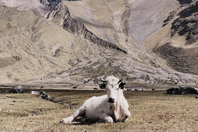 Salkantay Trek to Machu Picchu (5 Days) - Questions, Pricing, and Terms and Conditions