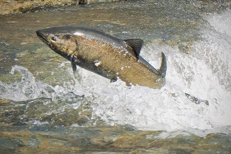 Salmon Fishing Tour Near Wasaga Beach - Itinerary and Highlights