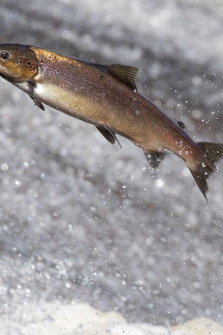 Salmon Fishing Tour Near Wasaga Beach - Inclusions and Amenities