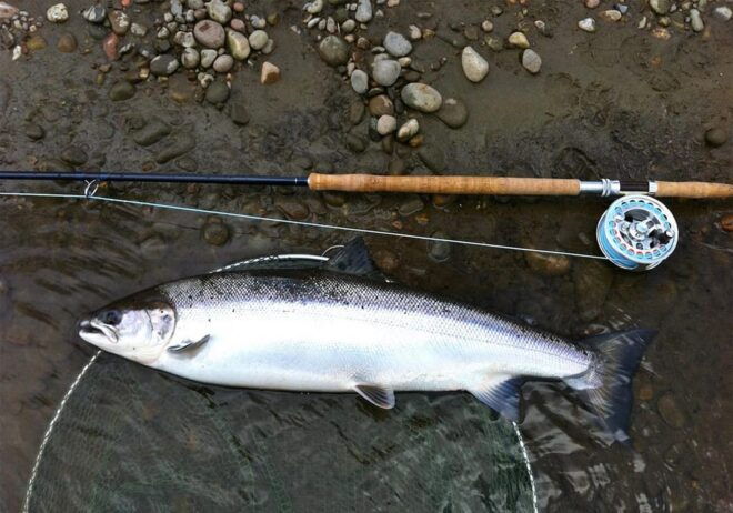 Salmon Fishing Tour Near Wasaga Beach - Transportation and Duration
