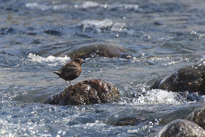 Salmon Watching Experience - Experience Details