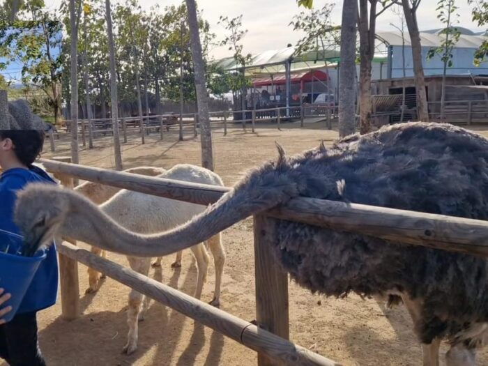 Salou, Cambrils, or Pineda: Animal Farm Roundtrip Transfer - Frequently Asked Questions