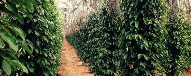 Salt Farm, Secret Lake, Secret Caves & Paper Farm - Good To Know