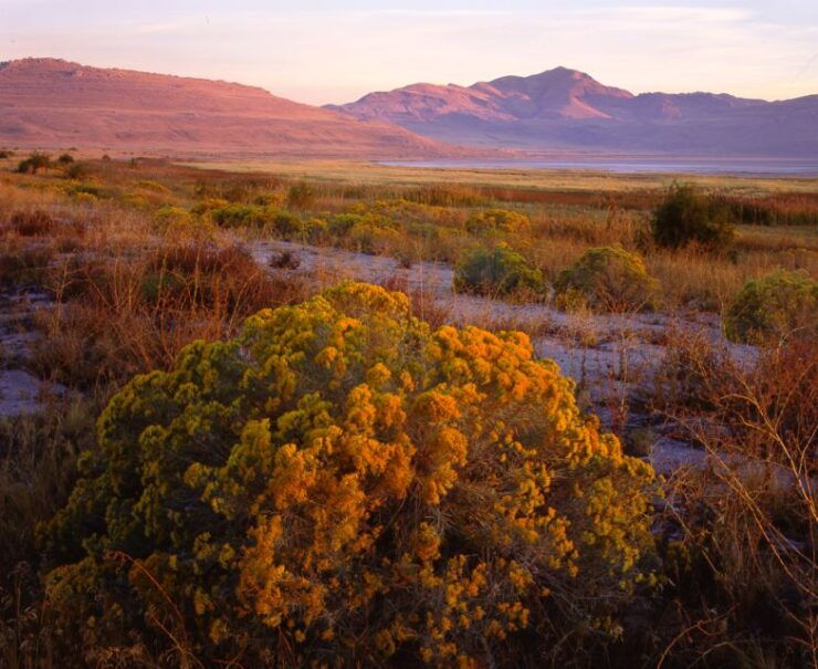 Salt Lake City: Great Salt Lake Antelope Island Guided Tour - Booking Information