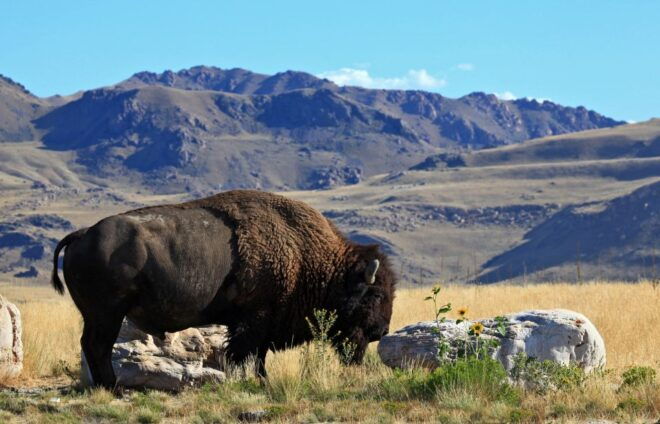 Salt Lake City: Great Salt Lake Antelope Island Guided Tour - Common Questions