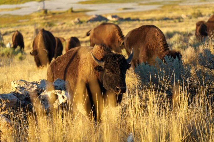 Salt Lake City: Great Salt Lake Wildlife & Sunset Experience - Tour Highlights