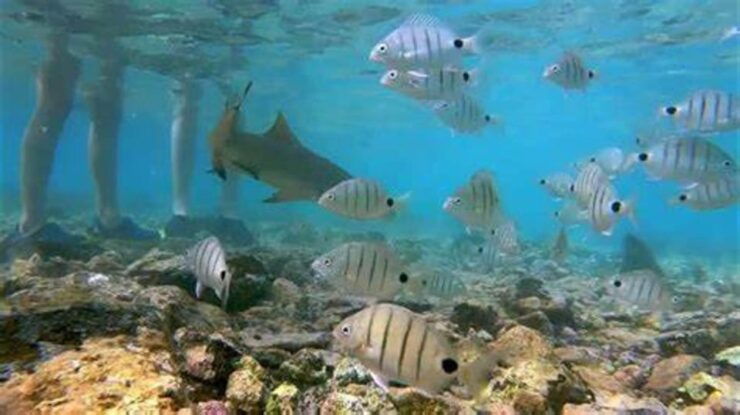 Salt Pans & Lemon Sharks Experience - Good To Know