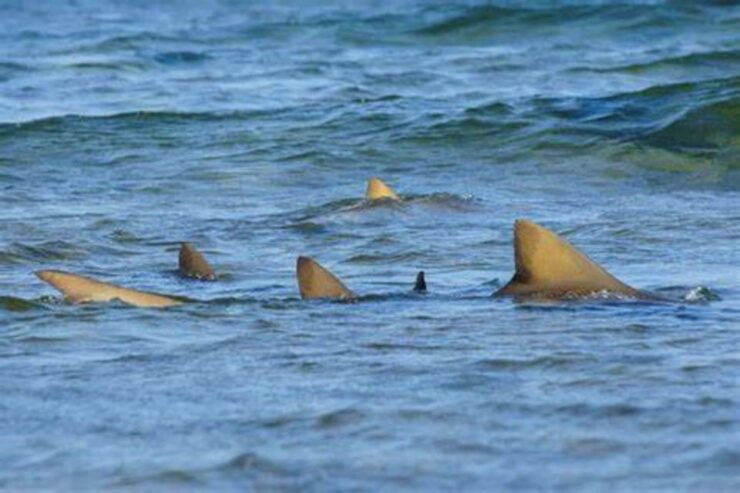 Salt Pans & Lemon Sharks Experience - Experience Highlights