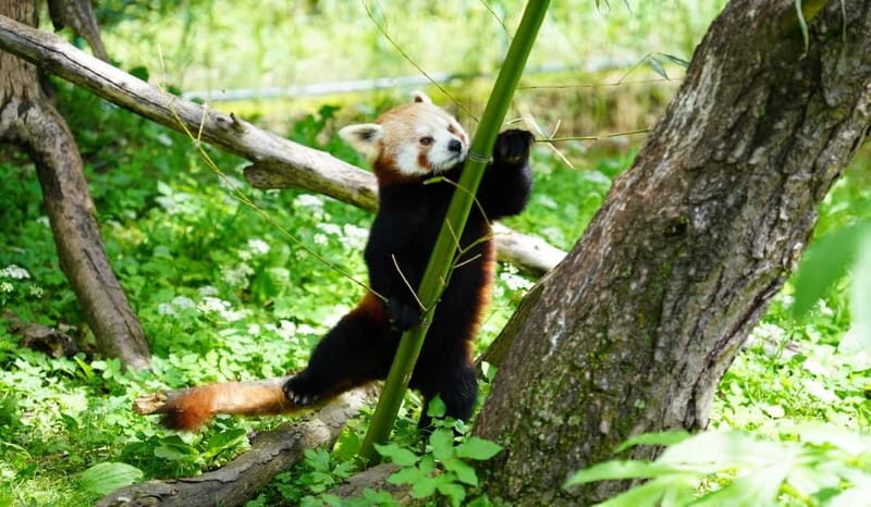 Salzburg Zoo Hellbrunn Skip-the-line Tickets & Private Car - What Makes This Tour Stand Out