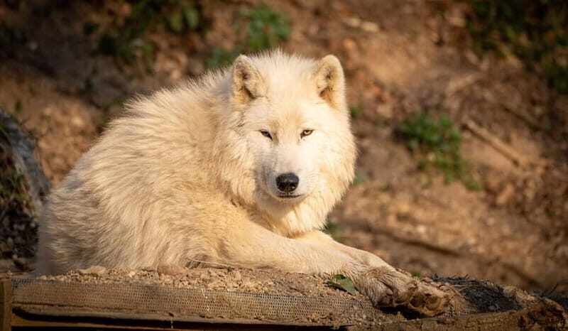 Salzburg Zoo Hellbrunn Skip-the-line Tickets & Private Car - Final Thoughts