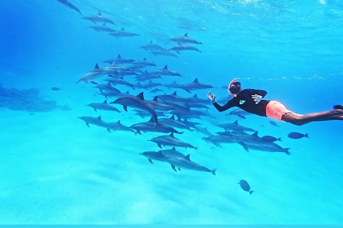 Samadai Dolphin House Snorkel Trip - Marsa Alam - Good To Know