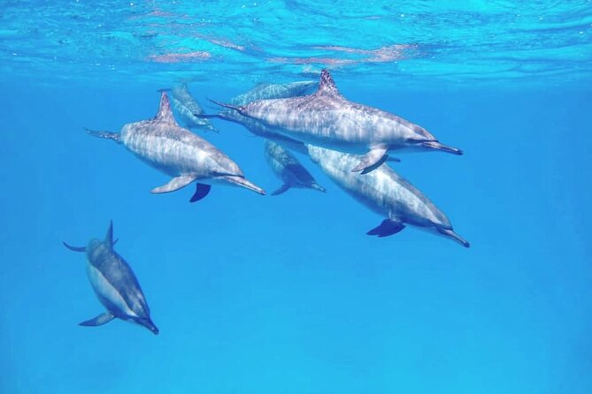 Samadai Dolphin House Snorkel Trip - Marsa Alam - Location and Pricing