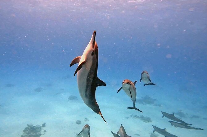 Samadai Dolphin House Snorkel Trip - Marsa Alam - Inclusions and Exclusions