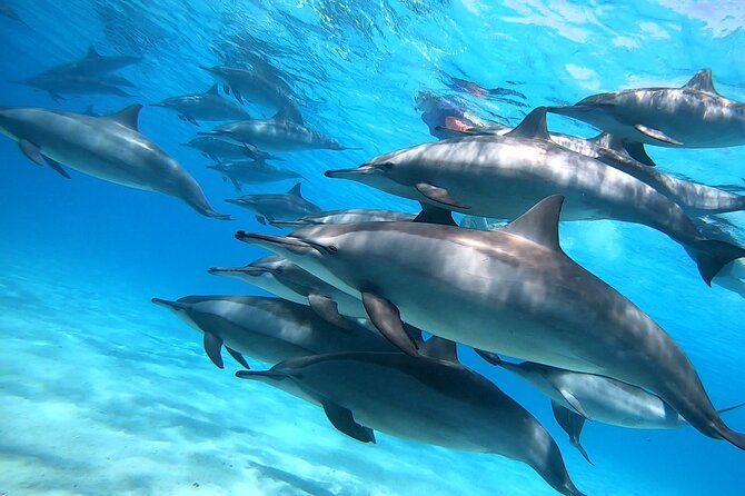 Samadai Dolphin House Snorkel Trip - Marsa Alam - Booking Policies