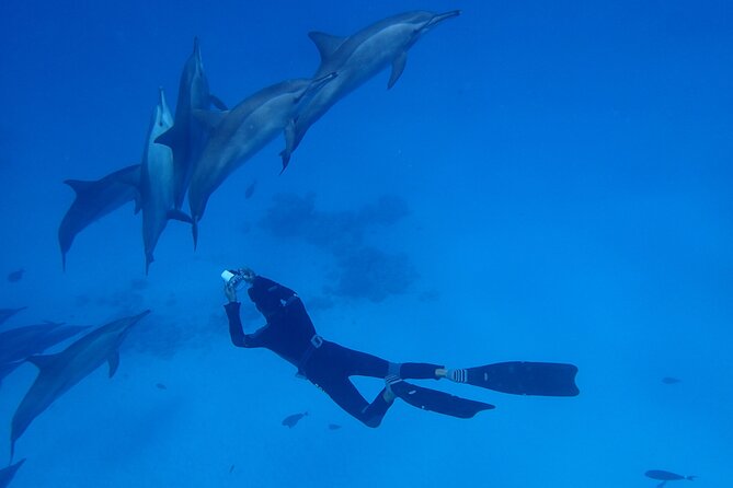 Samadai Dolphin House Snorkel Trip - Marsa Alam - Tips for a Great Experience