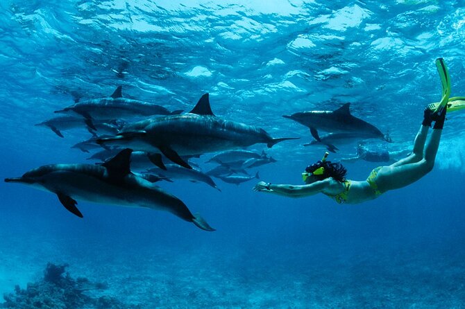 Samadai Reef - Dolphin House Snorkeling Tour at Marsa Alam - Good To Know