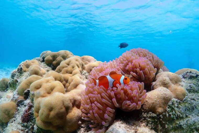 Samaesarn : Finding Nemo Snorkeling Tour Private Speedboat - Snorkeling Locations