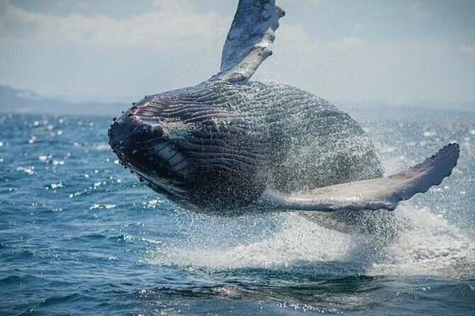 Samaná Adventure El Limón Waterfall Cayo Levantado Island Tour - What the Tour Offers: A Complete Breakdown