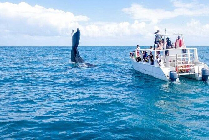 Samaná Adventure El Limón Waterfall Cayo Levantado Island Tour - Who Is This Tour Best Suited For?