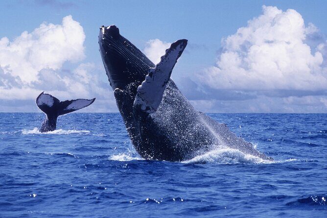 Samana Bay and Cayo Levantado Whale Watching Tour from Punta Cana - Discover the Samana Bay and Cayo Levantado Whale Watching Tour from Punta Cana