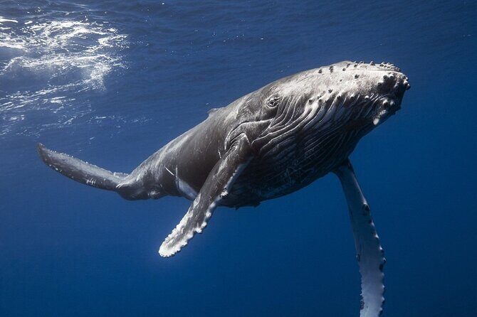 Samana Bay and Cayo Levantado Whale Watching Tour from Punta Cana - Who Is This Tour Best Suited For?