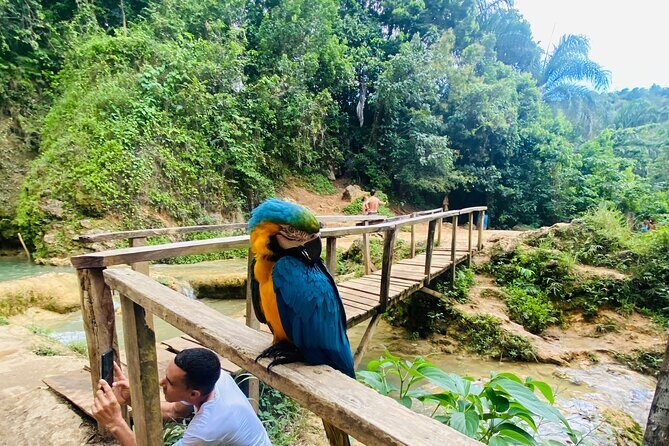 Samaná, Cayo Lemon Waterfall from Punta Cana - Discovering the Samaná Experience from Punta Cana
