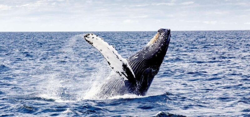 Samaná from Punta Cana: Cayo and Waterfall + Whale Watch - Good To Know