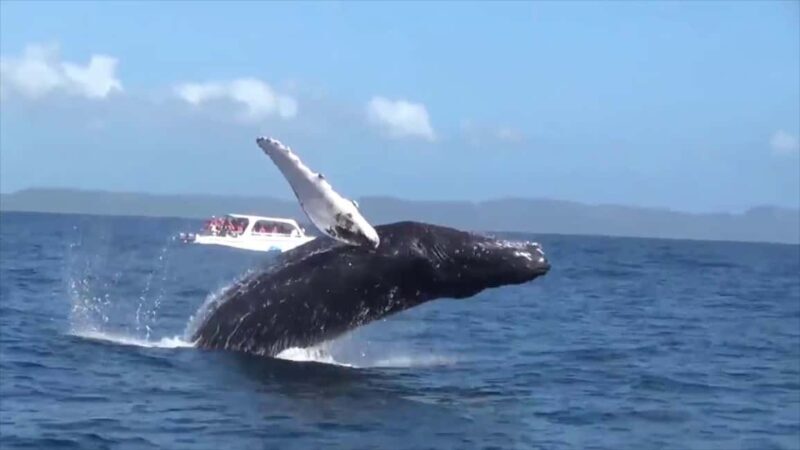 Samana: Guided Day Trip with Buffet Lunch and Whale Watching - Discover the Charm of Samana: A Guided Day Trip with Whale Watching and More