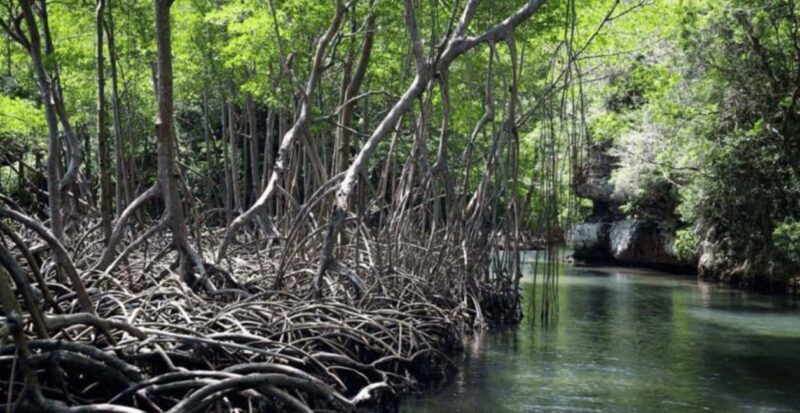 Samana: Los Haitises, Caño Hondo, Kayak Tour with Lunch - Final Thoughts