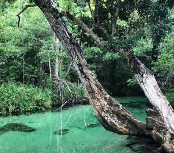 Samaná: Playa Rincón Safari Tour with Lunch & Drinks - Is This Tour Right for You?