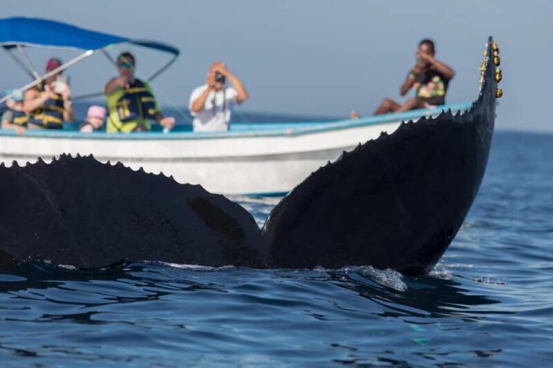 Samaná: Private Catamaran Whale Watching Tour with Drinks - Good To Know