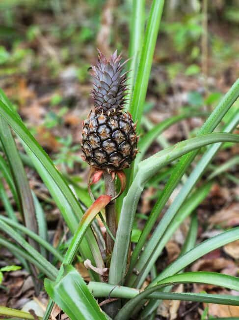 Samana: Private Los Haitises Expedition Caves & Mangroves - Final Thoughts