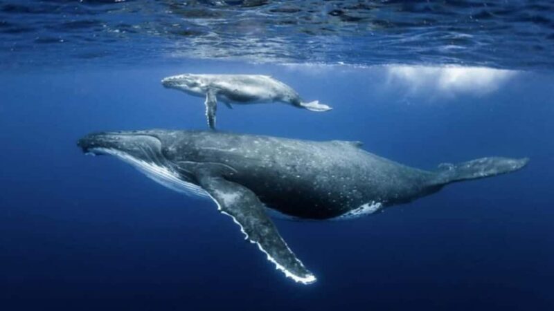 Samaná: Samaná Bay Whale Watching Tour with Drinks - Why This Tour Stands Out