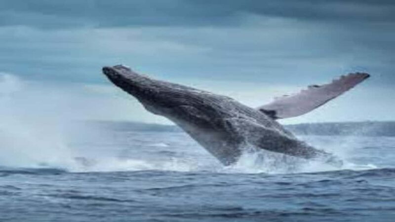 Samaná: Samaná Bay Whale Watching Tour with Drinks - Final Thoughts