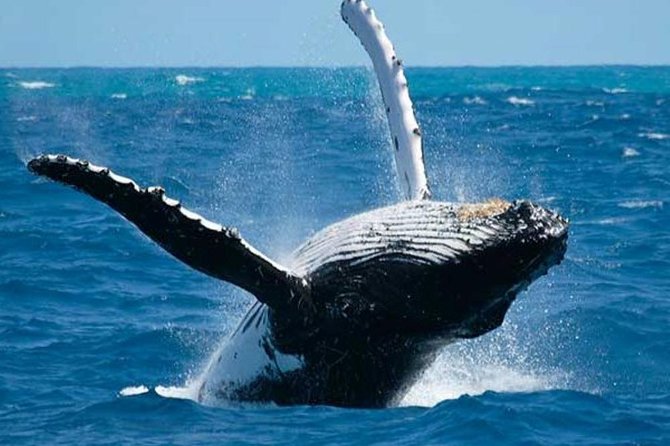 Samana Tours (With Whales) Full Day Excursion! All Inclusive Tour! - Tour Highlights