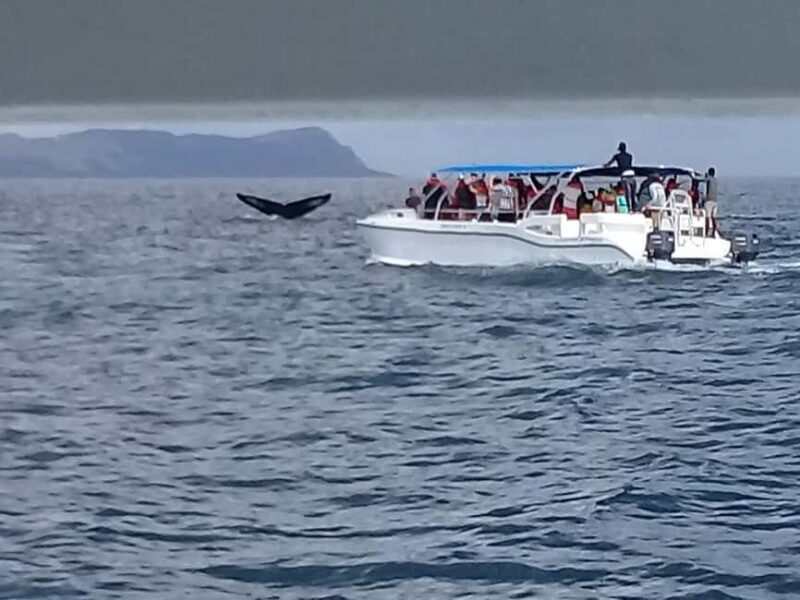 Samaná: Whale, Cayo Levantado, & Kayak in Samaná Bay Tour - Source