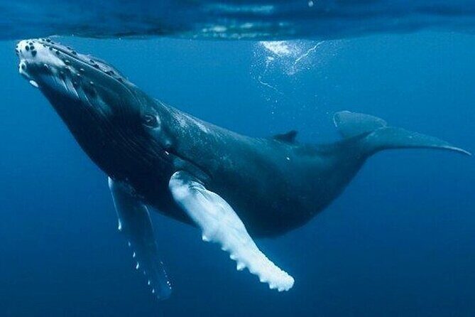 Samaná Whale Tour with Lunch from Santo Domingo - An In-Depth Look at the Experience