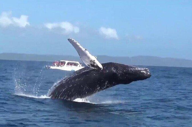 Samaná Whale Tour with Lunch from Santo Domingo - FAQs