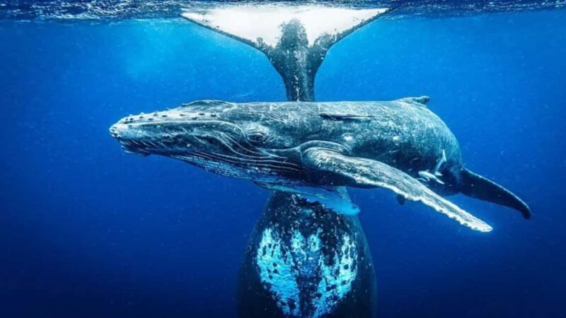 Samaná: Whale Watching and Cayo Levantado Day Trip - Good To Know