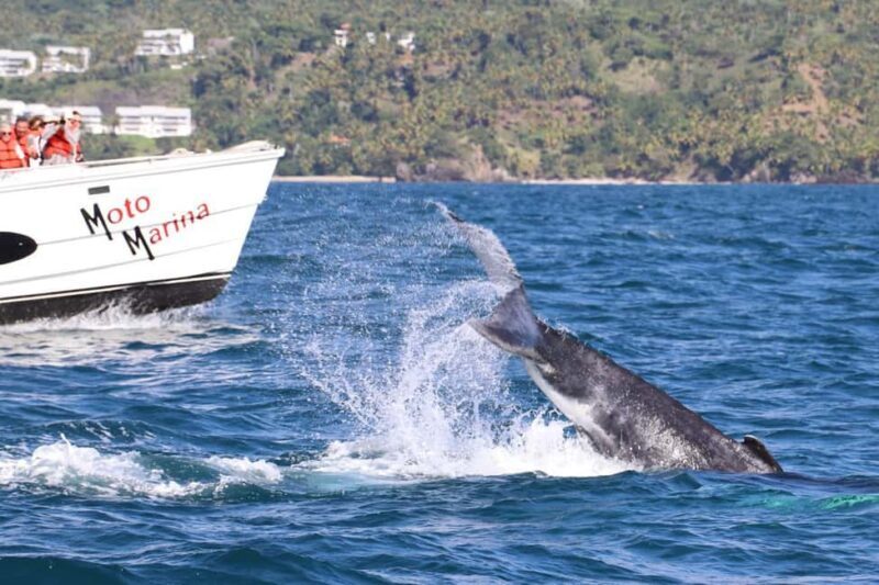 Samana: Whale Watching and Cayo Levantado Full Day Tour - FAQ