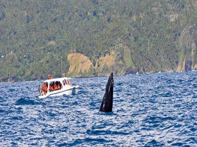 Samaná: Whale Watching and Cayo Levantado Island Tour - What We Appreciate About This Tour