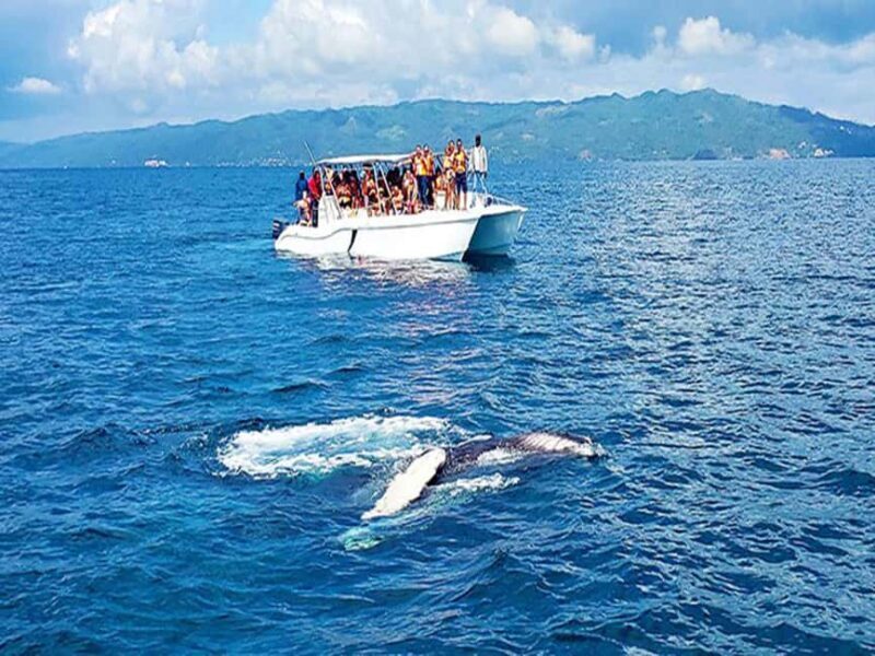 Samaná: Whale Watching and Cayo Levantado Island Tour - FAQ