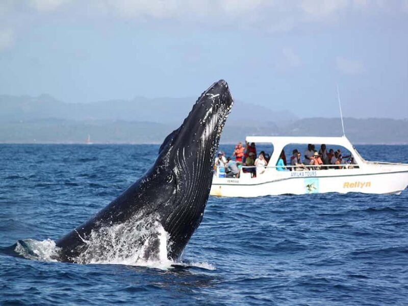 Samaná: Whale Watching and Cayo Levantado Island Tour - Good To Know