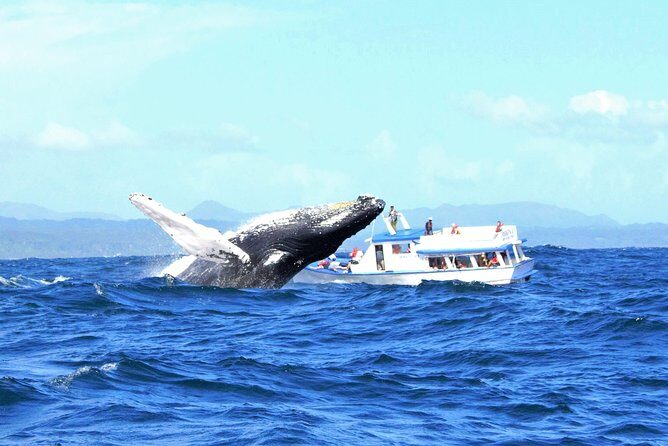 Samaná Whale Watching + Cayo Levantado (Bacardi Island). - An In-Depth Look at the Tour Experience