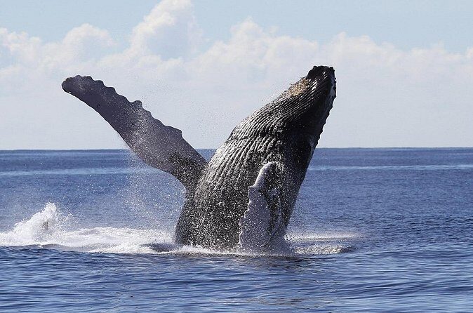 Samaná Whale Watching + Cayo Levantado (Bacardi Island). - Final Thoughts