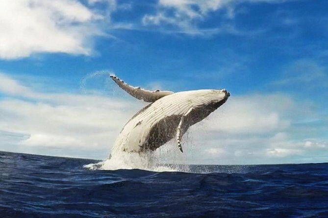 Samana Whale Watching + Cayo Levantado ( Bacardi Island) with Lunch by Locals - A Detailed Look at the Tour Experience